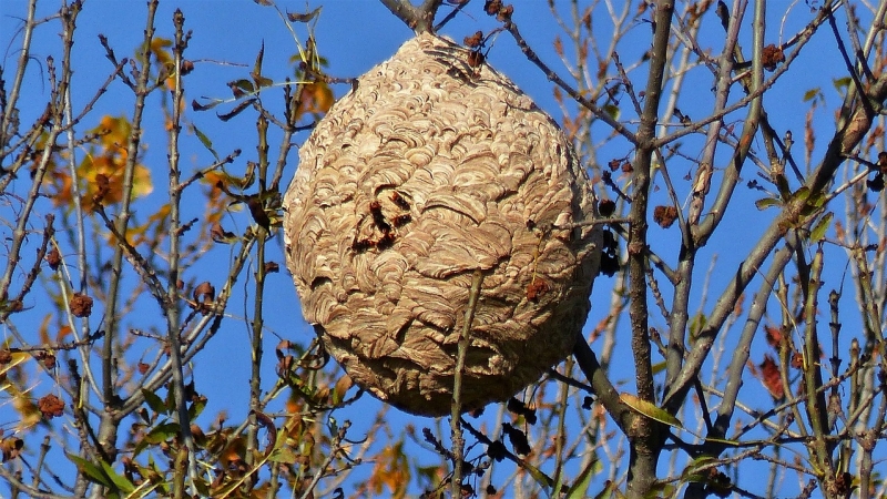 nid frelon asiatique.jpg